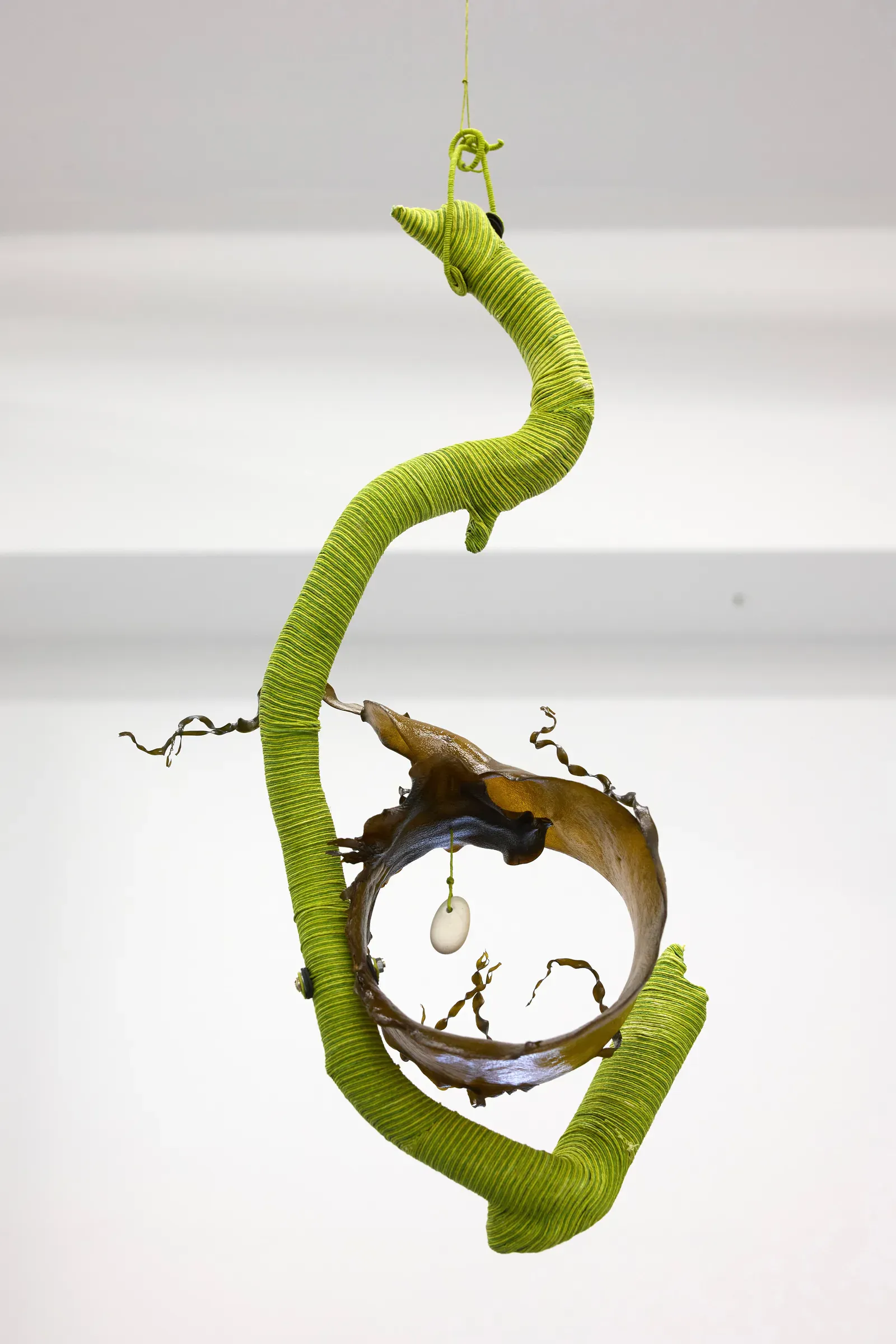 Week 16: Ostrich Fern, Martin Heidegger, Douglas Houghton Campbell