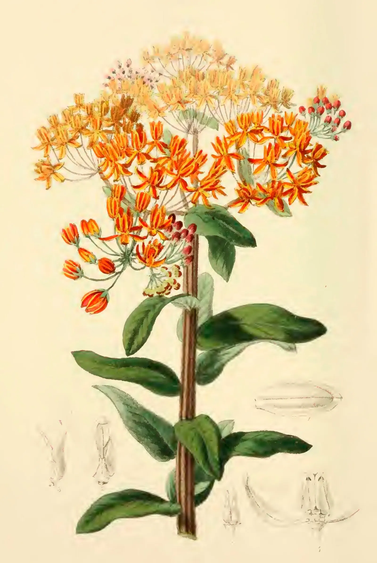 Week 31: Butterfly Weed, Paul Muldoon, Nathaniel Lord Britton