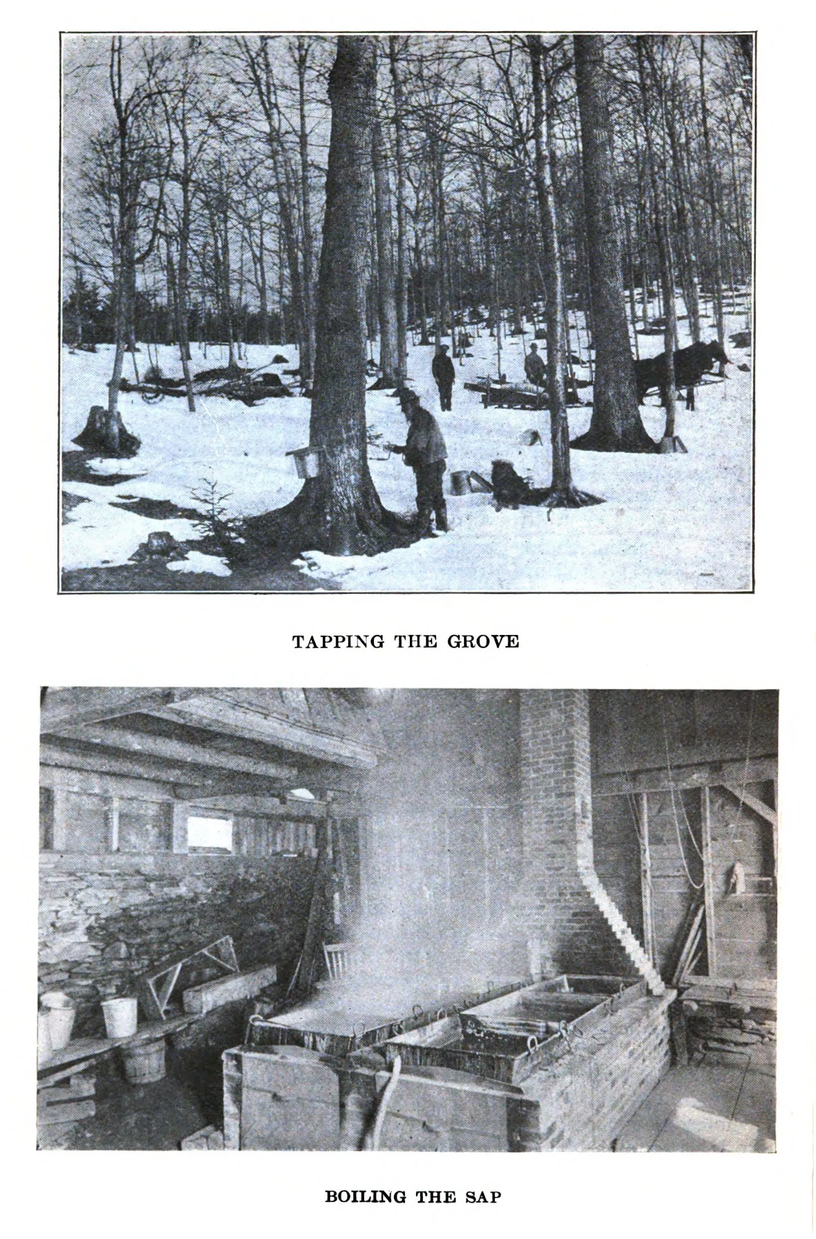 Week 12: Sugar Maple, Annika Hansteen-Izora, Walter H. Crockett