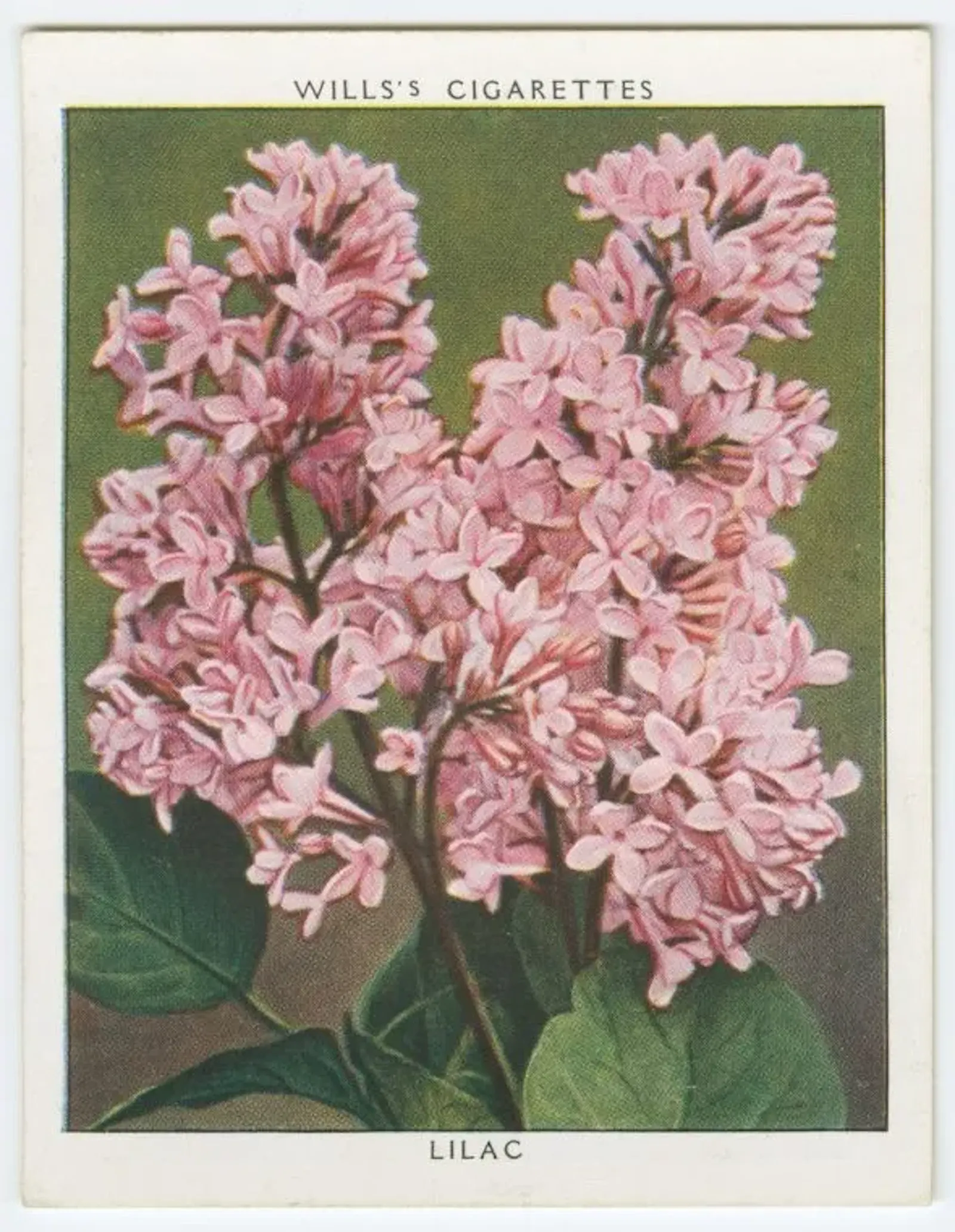 Week 21: Common Lilac, Amy Lowell, Ronald Firbank