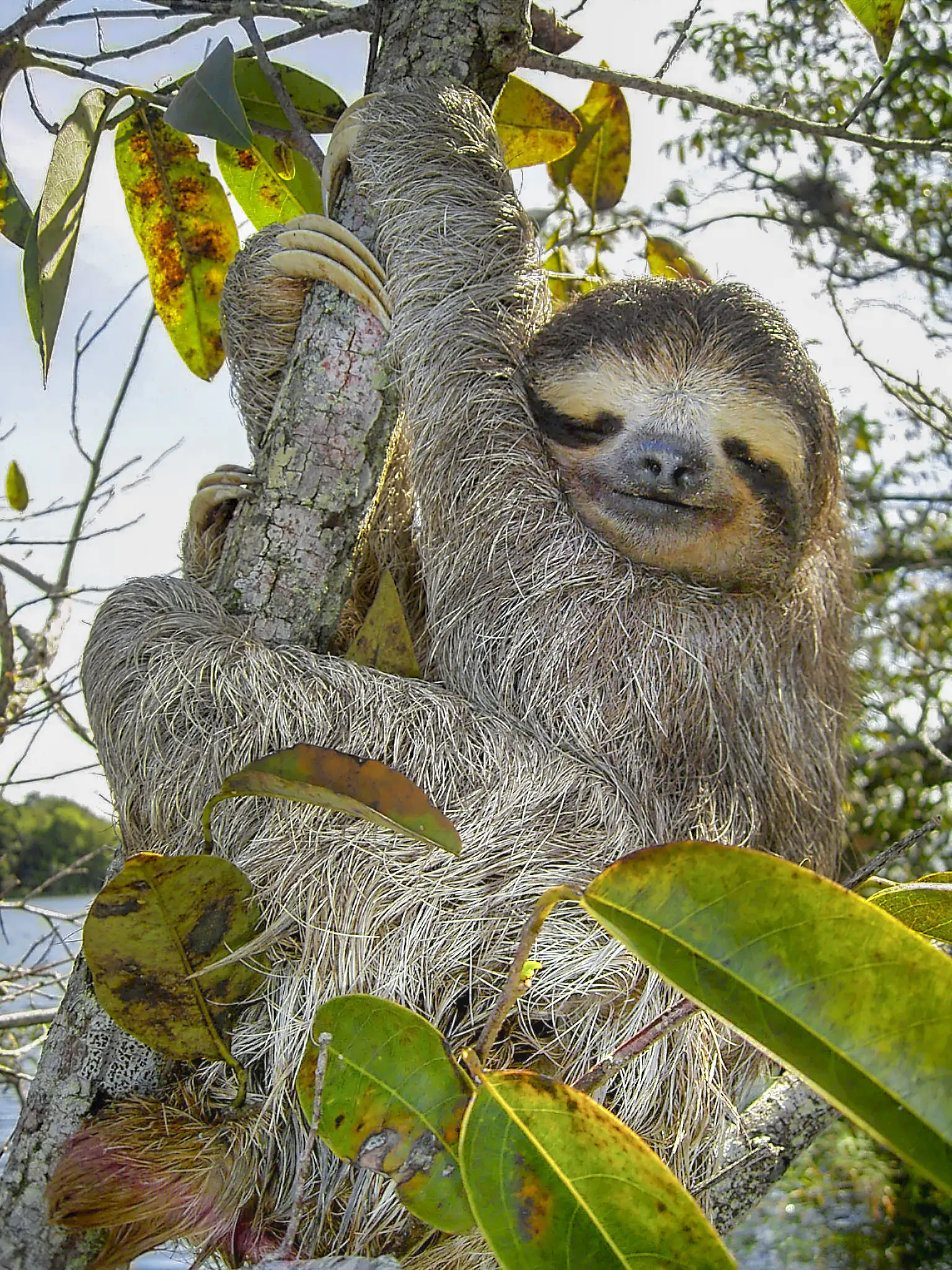 Welcome to the Dark Forest of the Sloth People