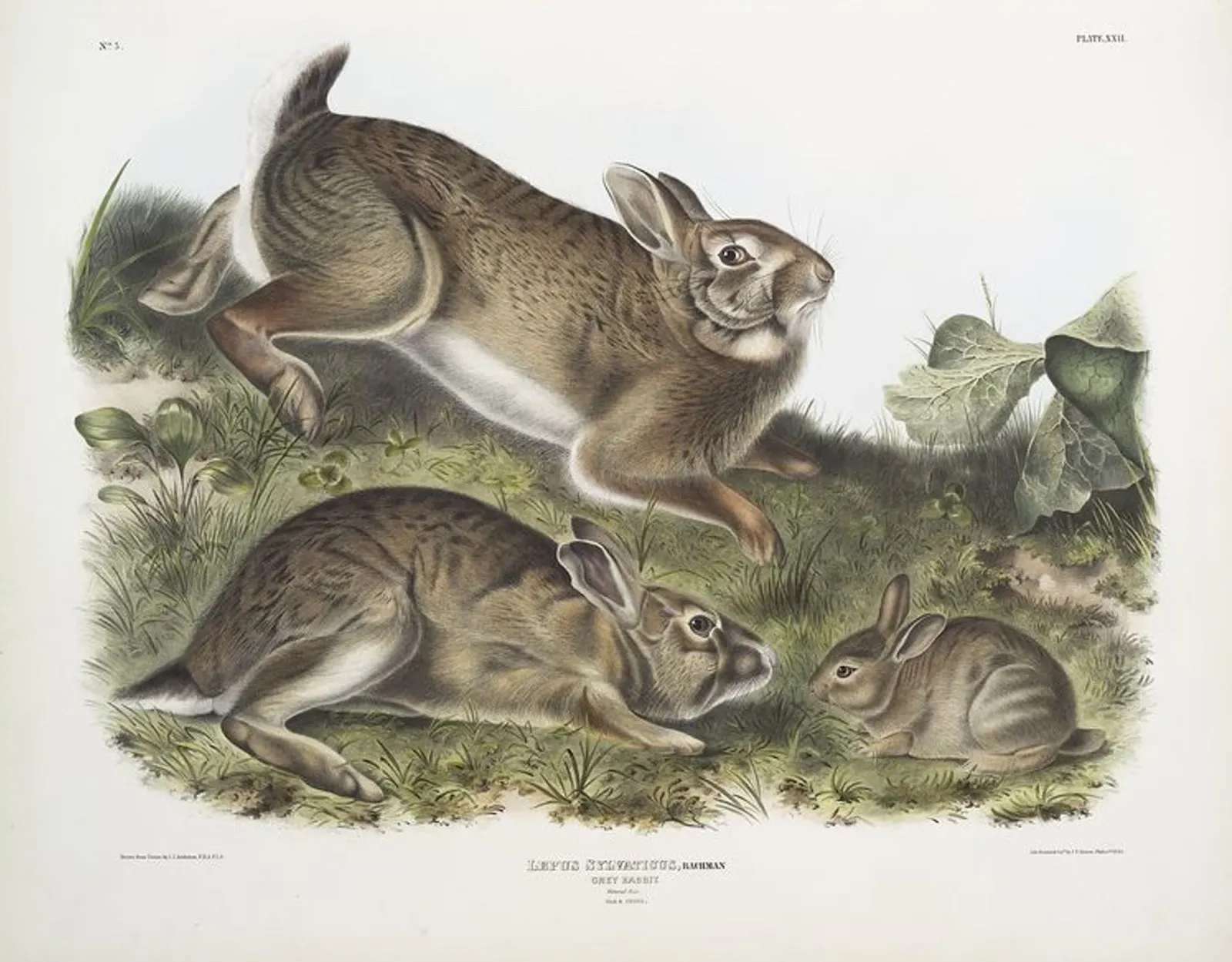 Week 17: Eastern Cottontail , Zora Neale Hurston, Ernest Thompson Seton