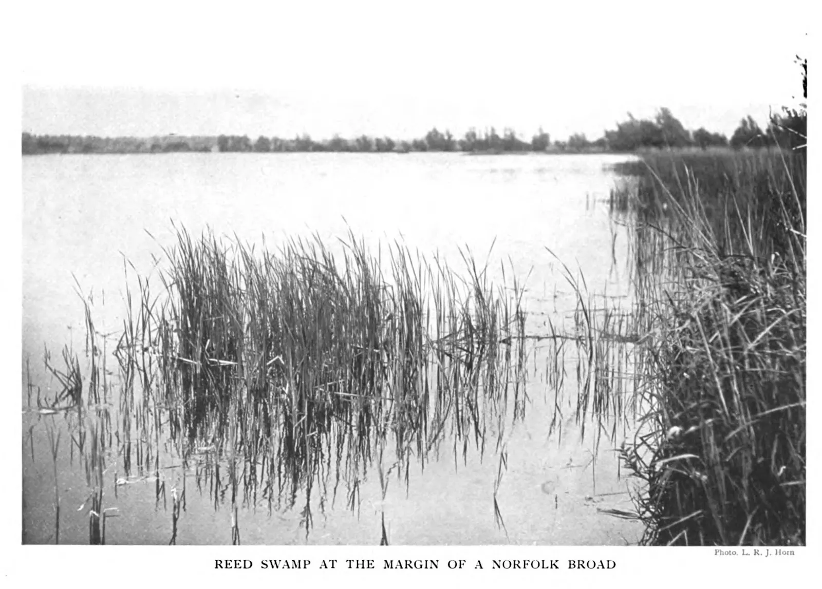 Week 23: Common Reed, Rumi, A.R. Harwood
