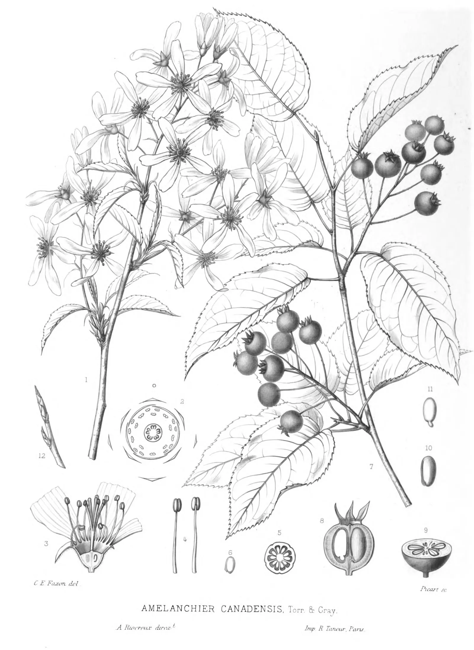 Week 27: Serviceberry, Robin Wall Kimmerer, K.M. Wiegand